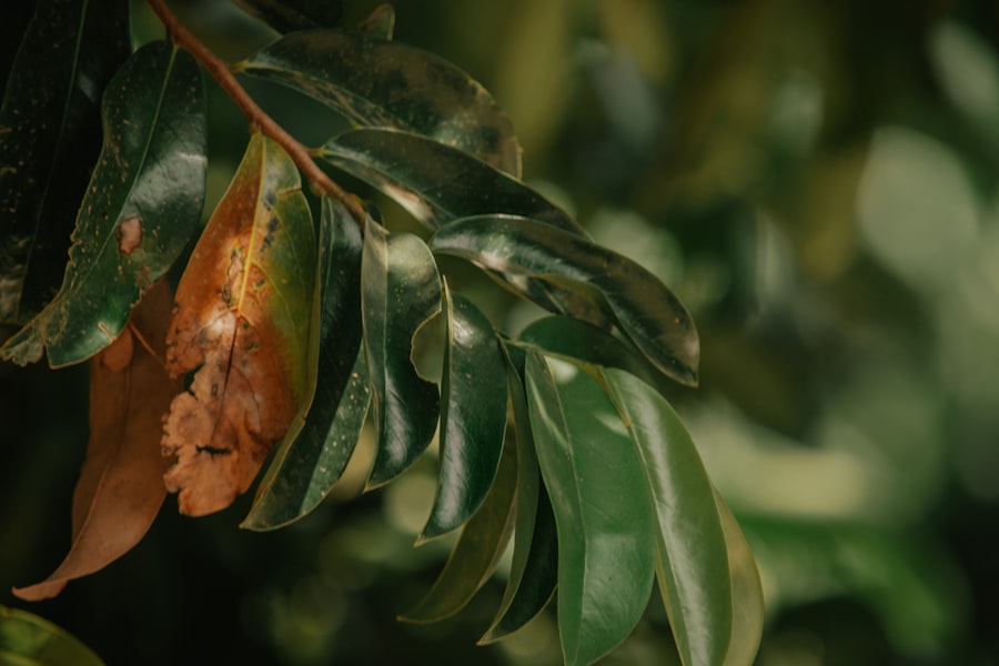 Photo coffee rust pathogen