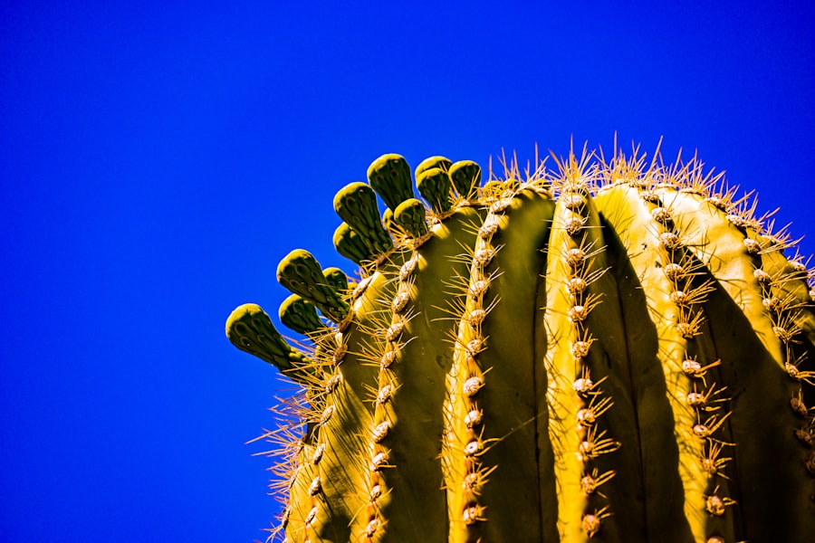 Photo phoenix growth