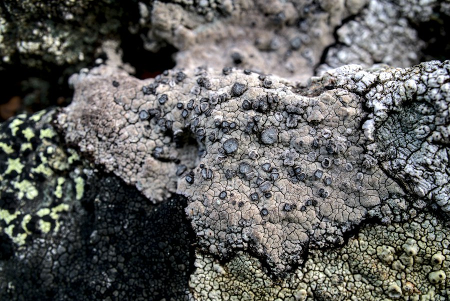 oceanic crust formation