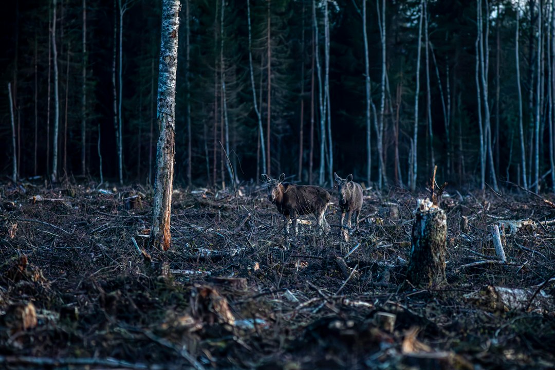 Photo ecological disasters