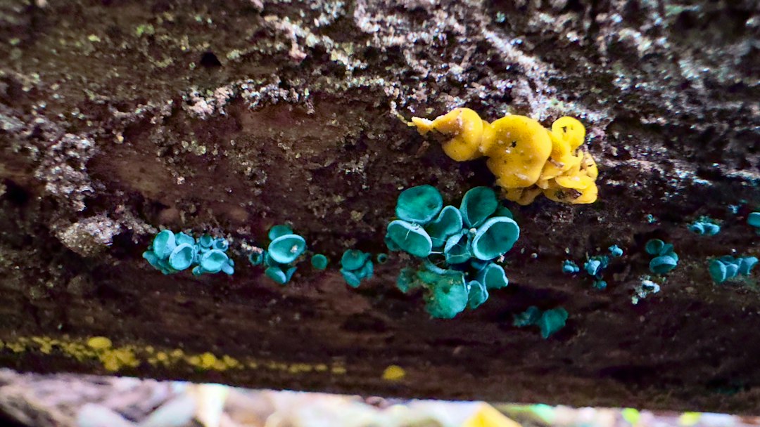Photo ecosystem restorations