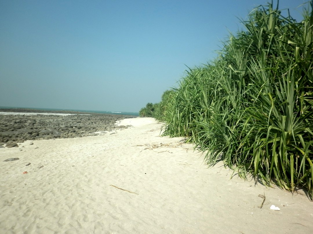 Photo unstable sandbar ecosystems Bangladesh